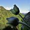 65 Pulsatilla alpina _Anemone alpino_ in fioritura.JPG
