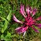 13 Centaurea montana _Fiordaliso montano_.JPG