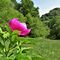 33  Peonia officinalis _Peonia selvatica_ in piena fioritura con vista sul Monte Zucco.JPG
