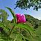 36  Peonia officinalis _Peonia selvatica_ in piena fioritura con vista sul Monte Zucco.JPG