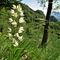 43 Cephalanthera longifollia _Cefalantera maggiore_ con vista sul Monte Zucco .JPG