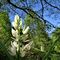 05 Cephalanthera longifolia _Cefalantera maggiore_.JPG