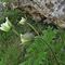 63 Pulsatilla alpina _Anemone alpino_ in fioritura.JPG