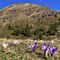 27 Al Monte Campo _Baita del Tino 1870 m_ Crocus vernus _Zafferano maggiore_ bianchi e violetti con vista sullo Spondone.JPG