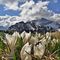 30 Al Monte Campo Crocus vernus bianchi con vista su Corno Branchino_Corna Piana _ Pizzo Arera.JPG