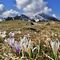 32 Al Monte Campo Crocus vernus bianchi e violetti con vista su Vetro_Vindiolo_Il Pizzo di Roncobello.JPG