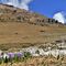 34 Al Monte Campo Crocus vernus bianchi e violetti con pozza e Monte Spondone.JPG