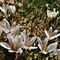 37 Al Monte Campo Crocus vernus bianchi_violetti .JPG