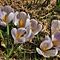 38 Al Monte Campo Crocus vernus bianchi_violetti .JPG