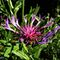 15 Centaurea triumfettii _Fiordaliso di Triumfetti_.JPG