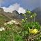 33  Anemonastrum  narcissiflorum _Anemone narcissino_ con gialla  Pulsatilla alpina sulphurea _Anemone sulfureo_ a dx e vista in Triomen_Valletto.JPG