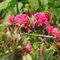 Rhododendron ferrugineum