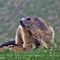 65 Marmota marmota _Marmotta delle Alpi_ in osservazione.JPG
