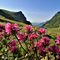 13 Rhododendron ferrugineum _Rododendro rosso_ con Lago di Valmora e Monte Mincucco a dx.JPG