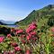 14 Rhododendron ferrugineum _Rododendro rosso_ con Lago di Valmora e Monte Mincucco.JPG