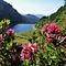 18 Rhododendron ferrugineum _Rododendro rosso_ con Lago di Valmora.JPG