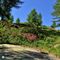 19 Rhododendron ferrugineum _Rododendro rosso_ sul sentiero per il MIncucco.JPG