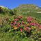 20 Rhododendron ferrugineum _Rododendro rosso_ con vista sul Monte Ponteranica or..JPG