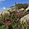 47 Rhododendron ferrugineum _Rododendro rosso_ sulla cresta di vetta del Mincucco.JPG