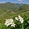 60 Anemonastrum narcissiflorum _Anemone narcissino_ con vista sulla Valle di Ponteranica che andiamo a scendere .JPG