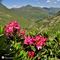 67 Distese di Rhododendron ferrugineum _Rododendro rosso_ sulla traccia per Val Ponteranica.JPG