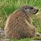 64 Marmota marmota _Marmotta delle Alpi_ in osservazione.JPG