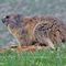 66 Marmota marmota _Marmotta delle Alpi_ in osservazione.JPG
