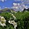 32 Anemonastrum narcissiflorum _Anemone narcissino_ con vista sul Monte Spondone a sx e Corno Branchino a dx.JPG