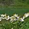48 Bianchi  Anemonastrum narcissiflorum _Anemone narcissino_ risaltano sul verde  acqua del Lago Branchino.JPG