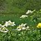 49 Bianchi  Anemonastrum narcissiflorum _Anemone narcissino_ risaltano sul verde  acqua del Lago Branchino.JPG