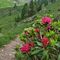 02 Rhododendron ferrugineum _Rododendro rosso_.JPG