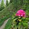 10 Rhododendron ferrugineum _Rododendro rosso_.JPG