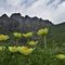 26 Pulsatilla alpina apiifolia _Pulsatilla sulfurea_.JPG