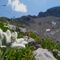 05 Leontopodium alpinum _Stella alpina_ verso il Passo di Corna Piana con vista sui contrafforti nord Arera.JPG