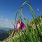 23 Allium insubricum _Aglio d_Insubria_ in Val d_Arera.JPG