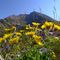 14 Hieracium alpinum _Sparviere alpino_ con vista in Val d_Arera.JPG