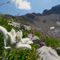 39 Leontopodium alpinum _Stella alpina_ verso il Passo di Corna Piana con vista sui contrafforti nord Arera.JPG