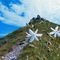 20 Bei fiorellini bianchi di Anthericum ramosum _Anterico minore_ adornano il sentiero.JPG