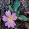 Primula vulgaris subsp.rubra