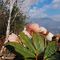 24 Helleborus niger _Ellebori_ in piena fioritura con vista in Alben e Suchello.JPG