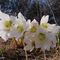 27 Helleborus niger _Ellebori_ in piena fioritura belli bianchi.JPG