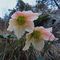 75 Helleborus niger _Ellebori_ in piena fioritura.JPG