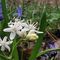 la Scilla bifolia a fiori bianchi