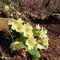 12 Primula vulgaris _Primula comune_ sul sentiero.JPG
