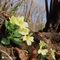 17 Primula vulgaris _Primula comune_ sul sentiero con alti faggi e carpini neri.JPG