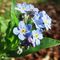 22 Bei fiori azzurri.JPG