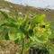 15 Helleborus viridis _Elleboro verde_ con vista in Arera.JPG