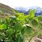 16 Helleborus viridis _Elleboro verde_ con vista in Cimetto_Foppazzi_Grem_.JPG