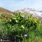 22 Helleborus viridis _Elleboro verde_ con vista in Arera.JPG