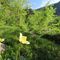 04 Alla partenza dalla conca di Mezzeno fiori gialli di Pulsatilla alpina sulphurea .JPG